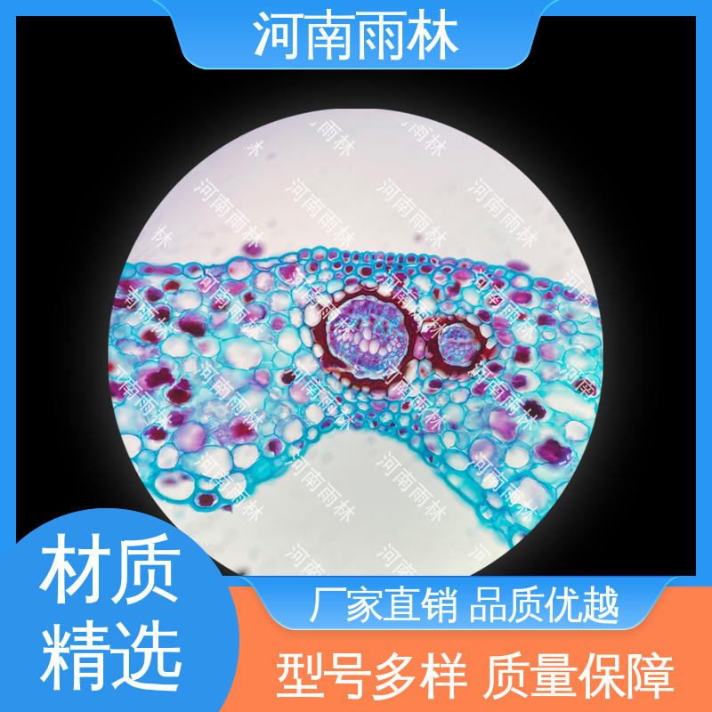 细胞清晰 可后期加工 源头工厂 各类标本 雨林教育工程