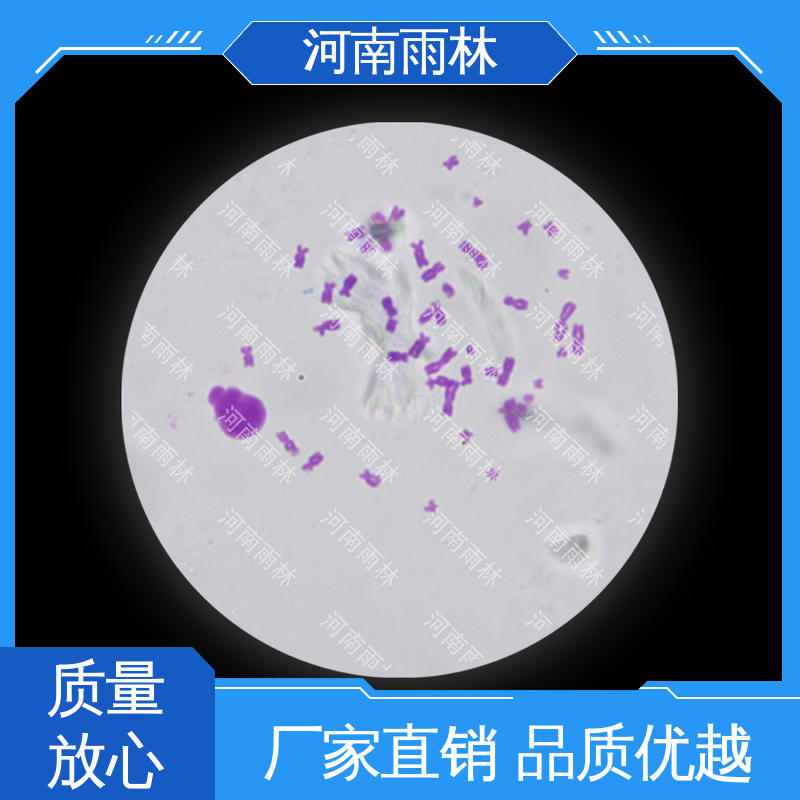 生物切片 个性化定做 品质优良 可提供材料 雨林教育