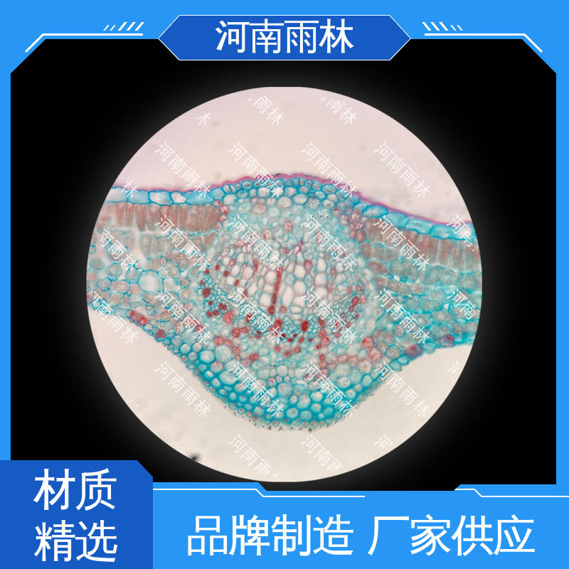 细胞清晰 显微标本 可后期加工 个性化定做 雨林