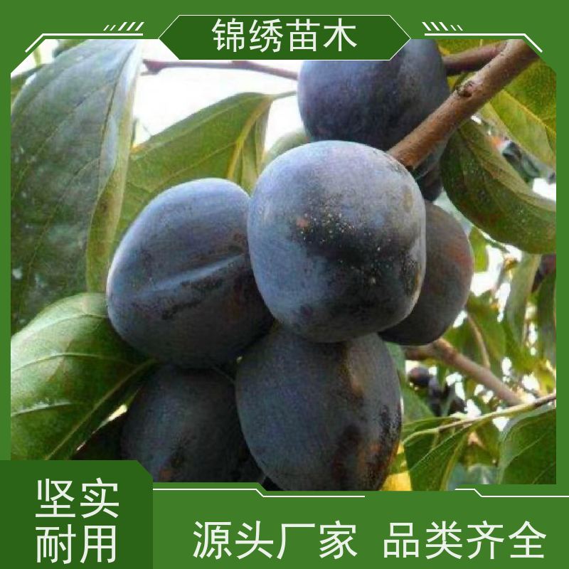 批发嫁接脆甜柿子苗基地 机械现挖二年生阳丰甜柿子树苗 合理选种