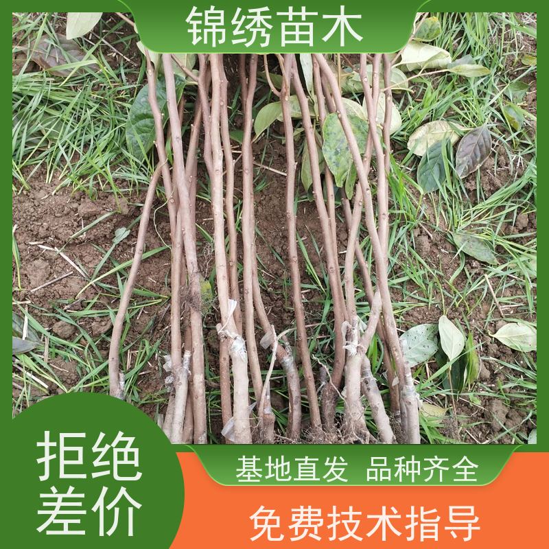 脆甜柿子苗 1-3年阳丰甜柿子树苗 当年挂果 摘下就能吃的水果柿子