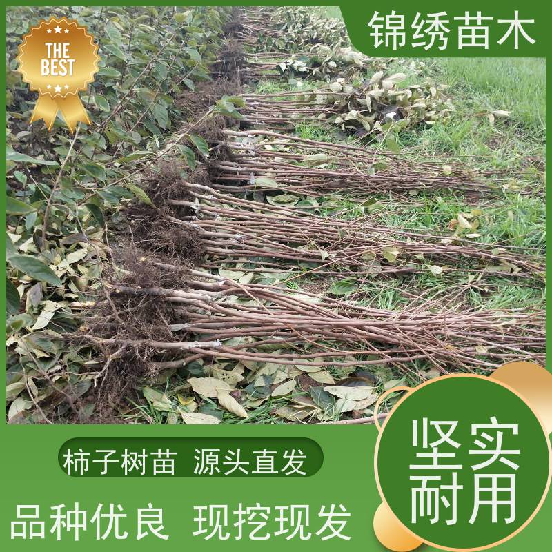 3-6cm柿子树苗 日本甜柿子苗出售 选择自然条件优势 技术指导