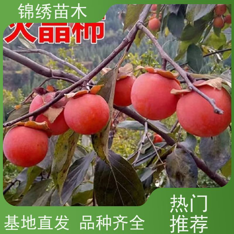 太秋柿子苗 大秋甜柿苗 甜脆柿子树苗色泽鲜艳 产量稳定 适应性强