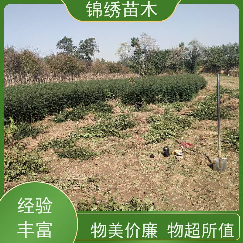 嫁接无刺大红袍花椒苗基地 地径0.5-2cm 专业苗圃 植株健壮 品种多
