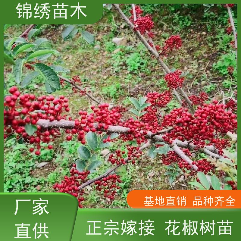 大红袍花椒苗基地供应 嫁接无刺花椒树苗种植 品种优选因地制宜