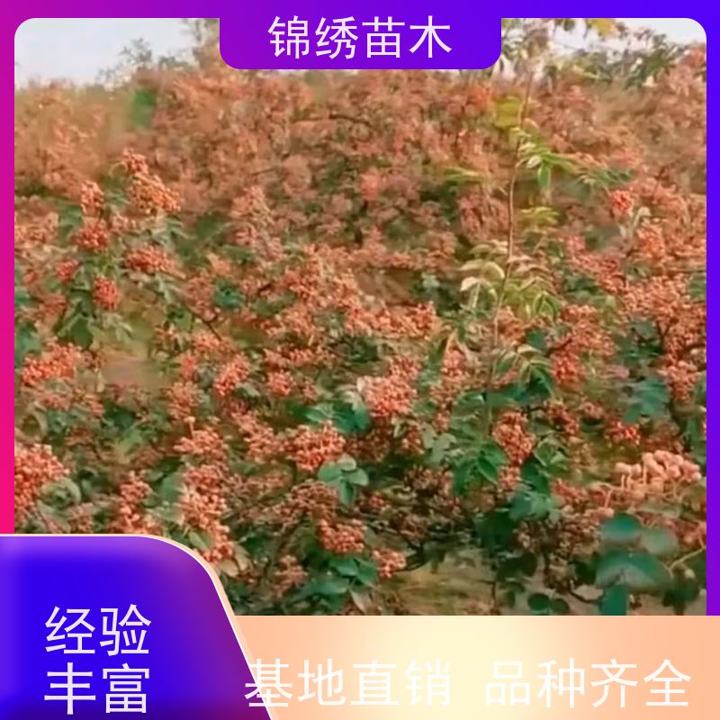 0.5-3公分粗 大红袍花椒苗 无刺花椒树苗 对环境适应能力强 合理选种