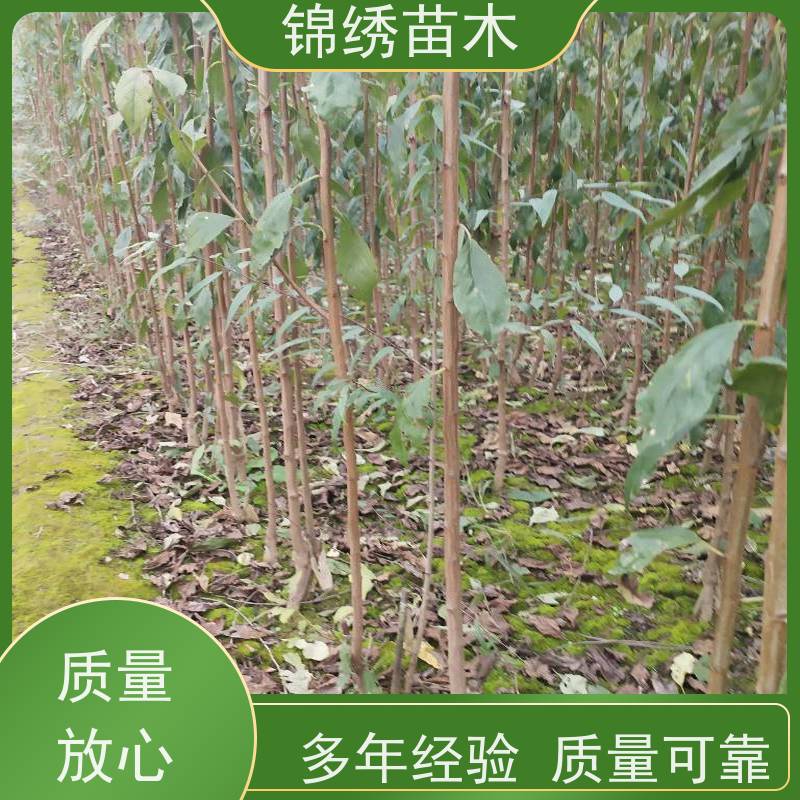 秋玫瑰李子苗 红脆口感 嫁接二年生西梅李子树苗 规格多样基地批发