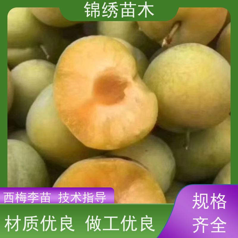 蜂糖李青脆李子苗 杏李味帝风味玫瑰基地 西梅李红黄蓝紫色李子树苗