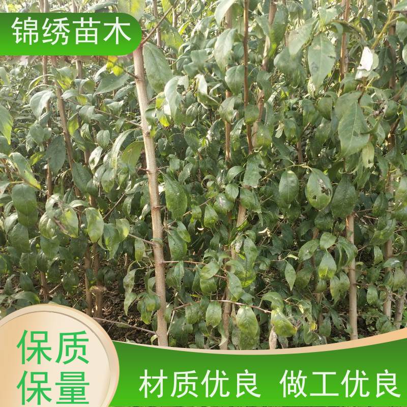 金西梅李子苗 法兰西现挖现发 嫁接西梅李子树苗 南北方适宜种植