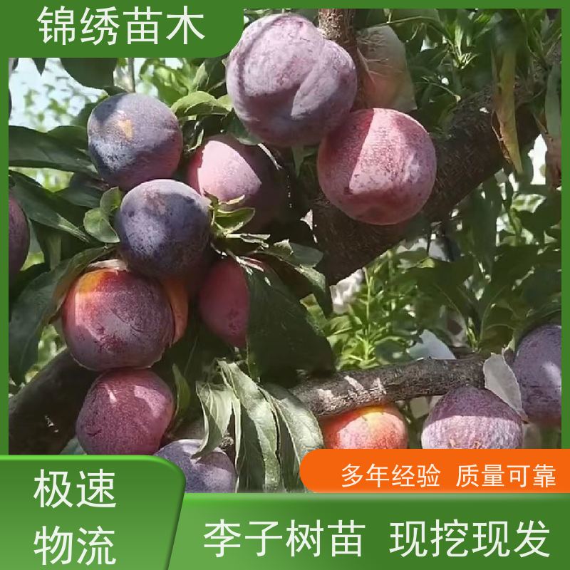 1-3年西梅李子树苗 定殖已挂果3-6厘米西梅法兰西李子苗 全国发货