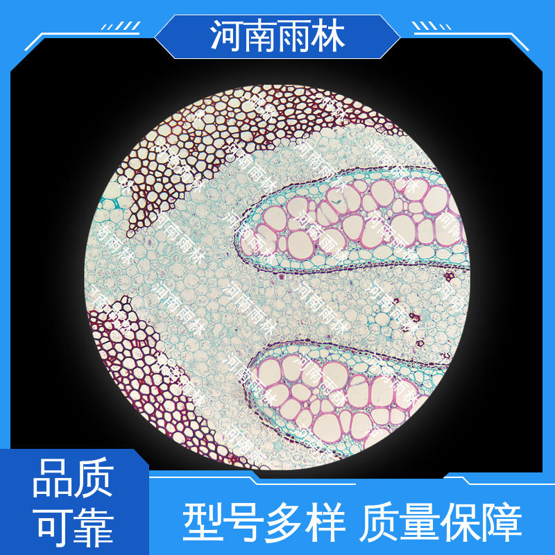 品质优良 厂家销售 显微切片 可后期加工 雨林教育工程