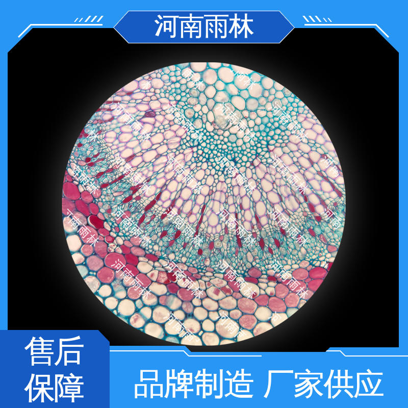 雨林教育工程 可定制 厂家销售 切片安全 实验标本