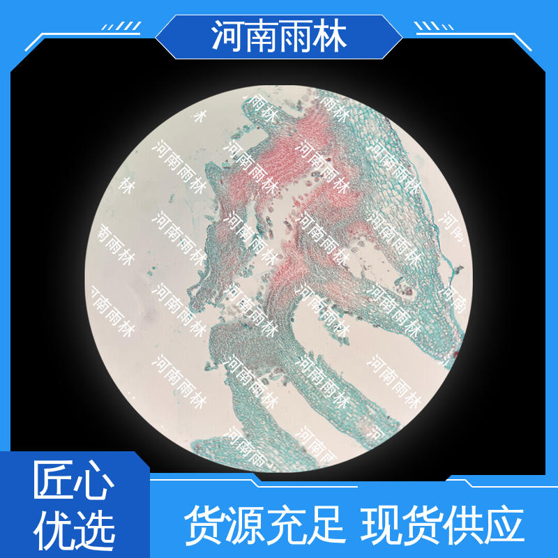 生物切片 可定制 一对一质检 源头工厂 雨林教育工程