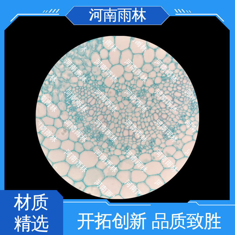 雨林教育工程 颜色鲜亮 实验标本 专业 性价比高