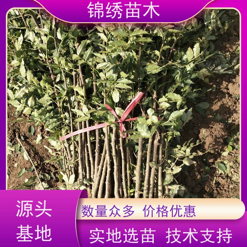 抗冻的无刺花椒苗亩产量 品种优选关键 适合北方山地种植的花椒树苗