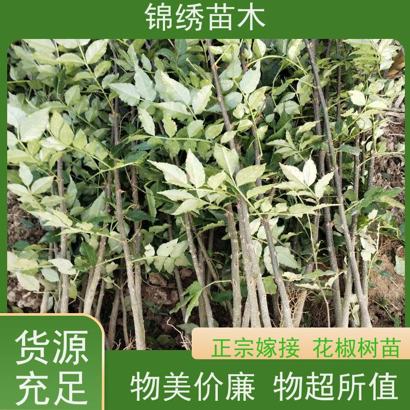 风椒树苗 籽播 嫁接无刺大红袍花椒苗 营养杯苗优选品种易于管理