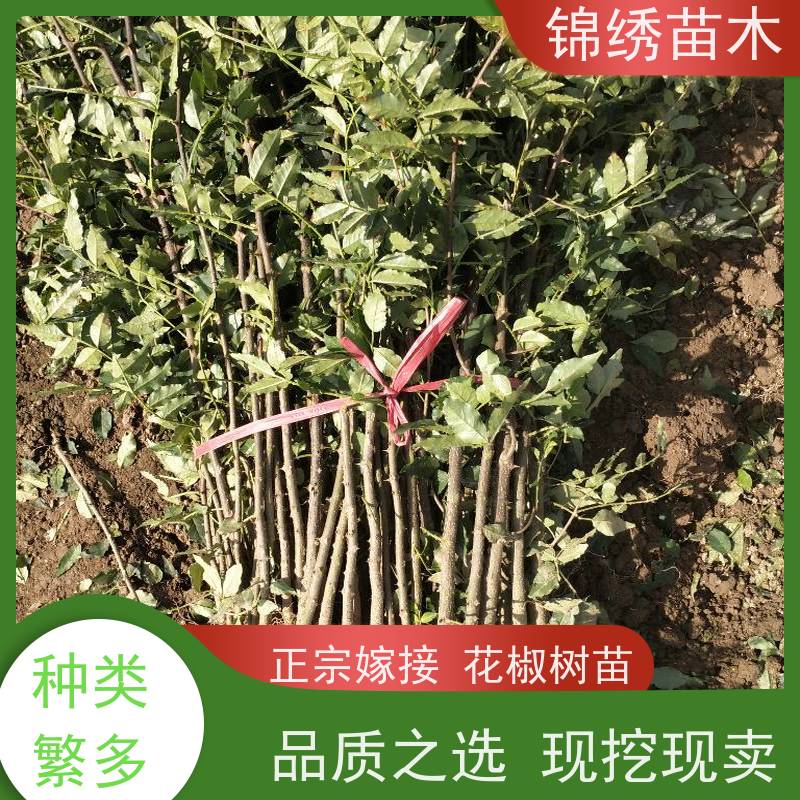 营养钵大红袍花椒苗 花椒树杯苗种植基地批发 成活率高自产自销