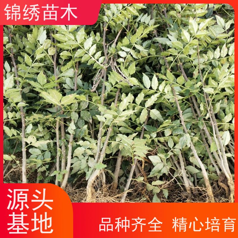 无刺花椒苗 嫁接苗 大红袍 花椒树苗树冠层次有别 树色变化多 种植苗圃