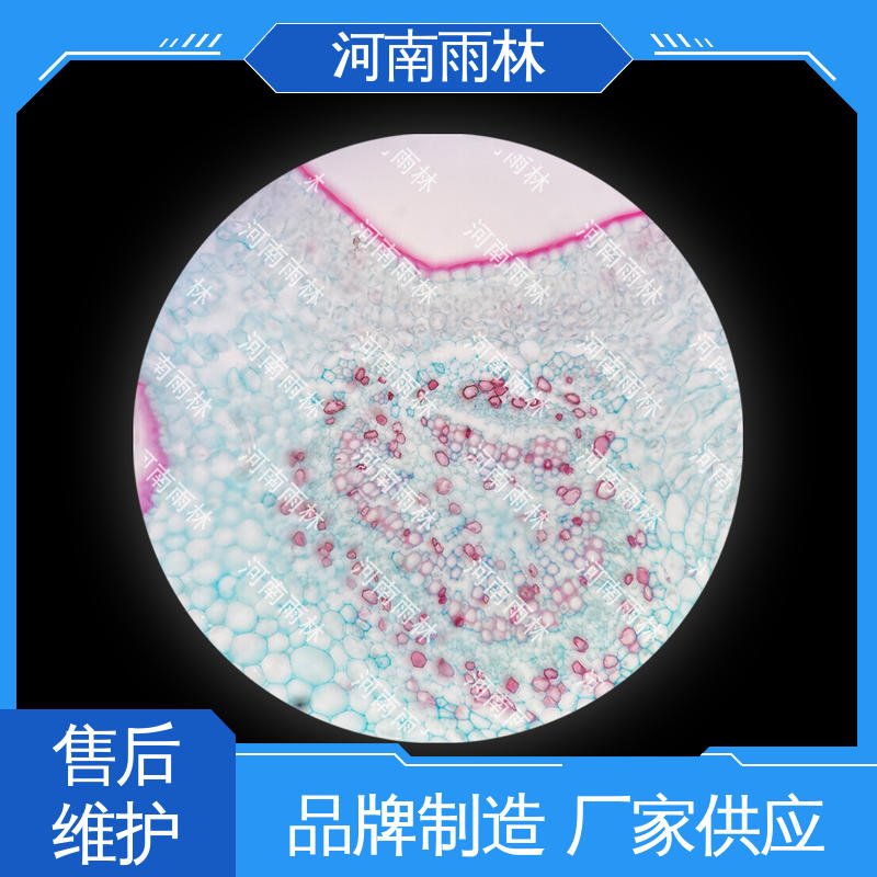 植物标本 性价比高 一对一质检 源头工厂 雨林教育