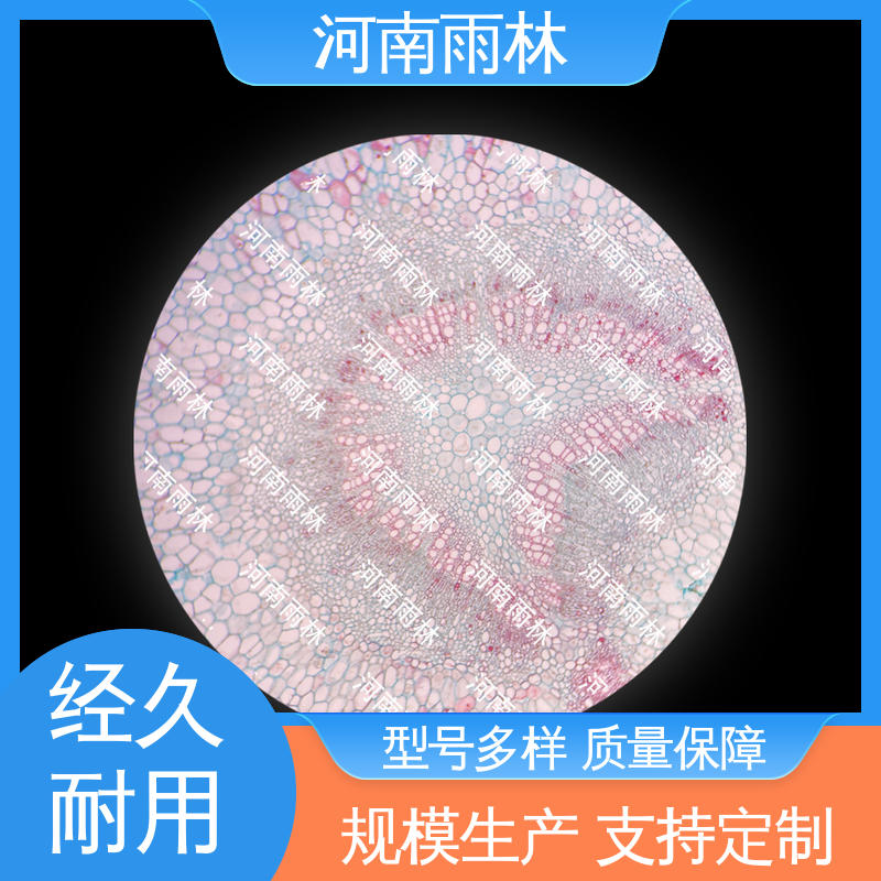 颜色鲜亮 生物切片 可定制 源头工厂 雨林教育工程