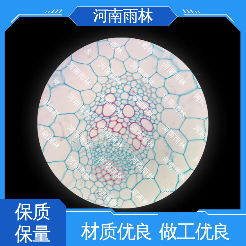 专业 细胞清晰 病害标本 性价比高 雨林教育工程