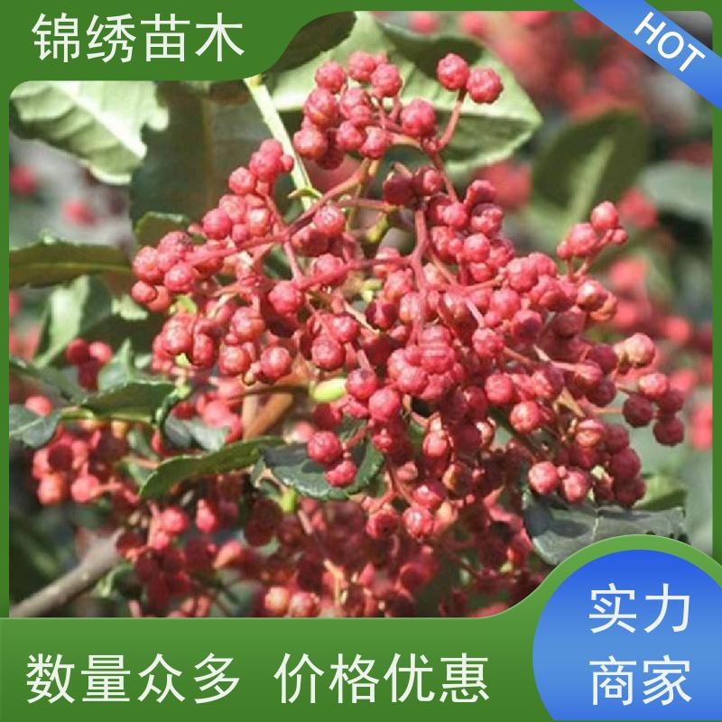 大红袍花椒苗基地直供 纯正狮子头花椒树苗 锦绣苗木 常年批发