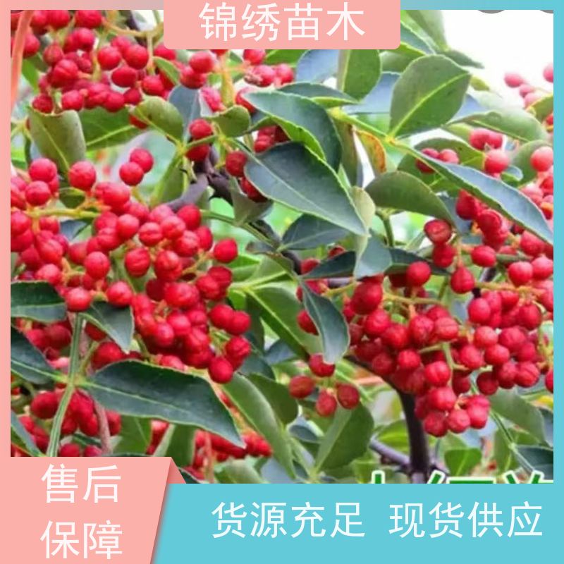 花椒苗 无刺花椒树苗 50-200公分以上大红袍 品种多齐全规格多选