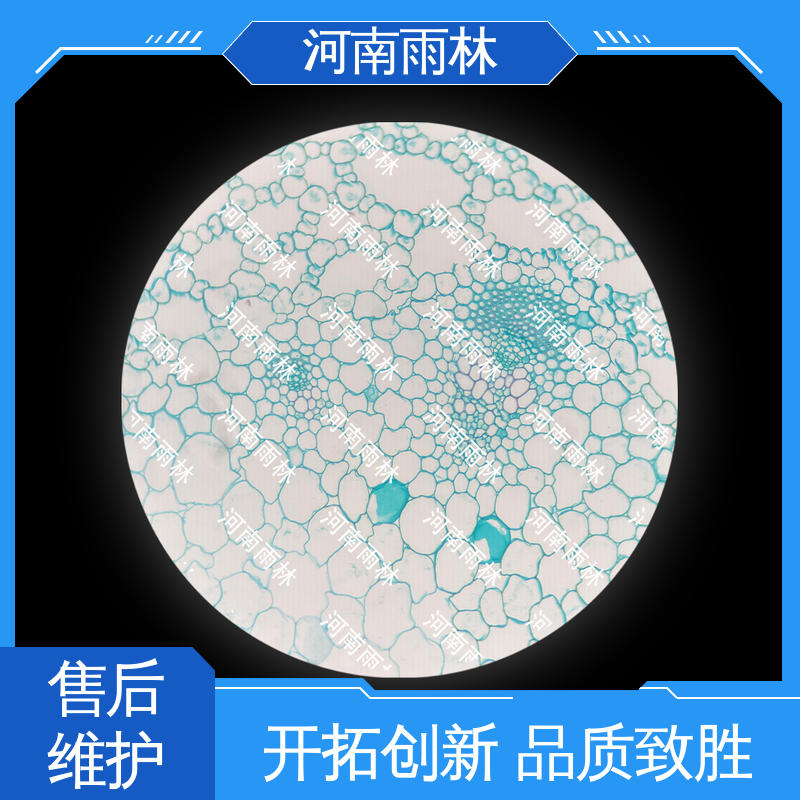 品质优良 植物标本 性价比高 厂家销售 雨林教育
