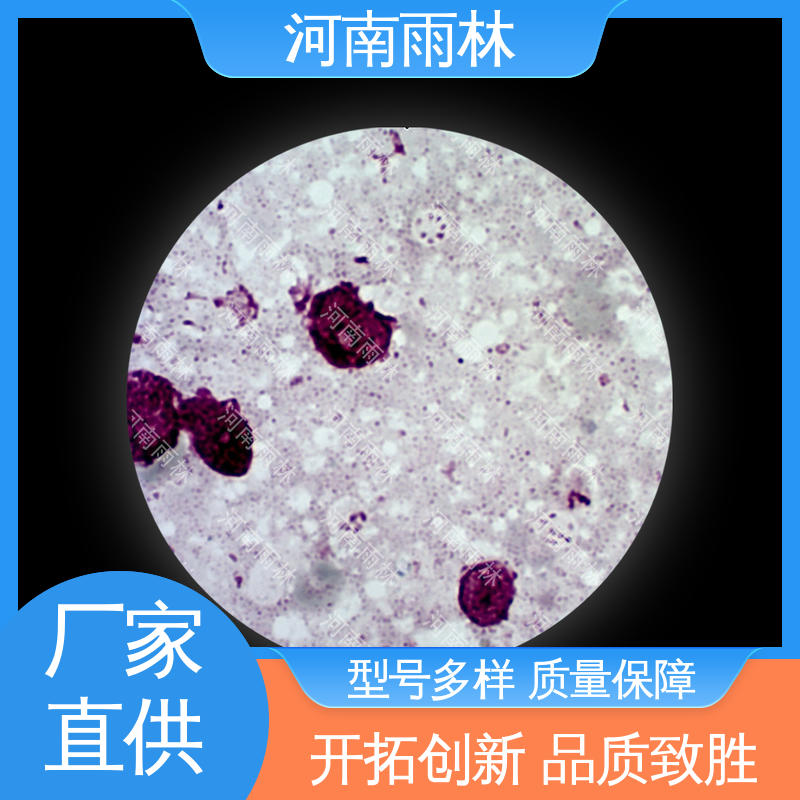雨林教育工程 实验切片 售后无忧 个性化定做 细胞清晰
