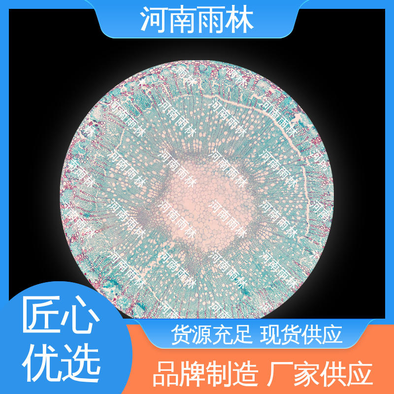 雨林教育 售后无忧 个性化定做 实验标本 细胞清晰