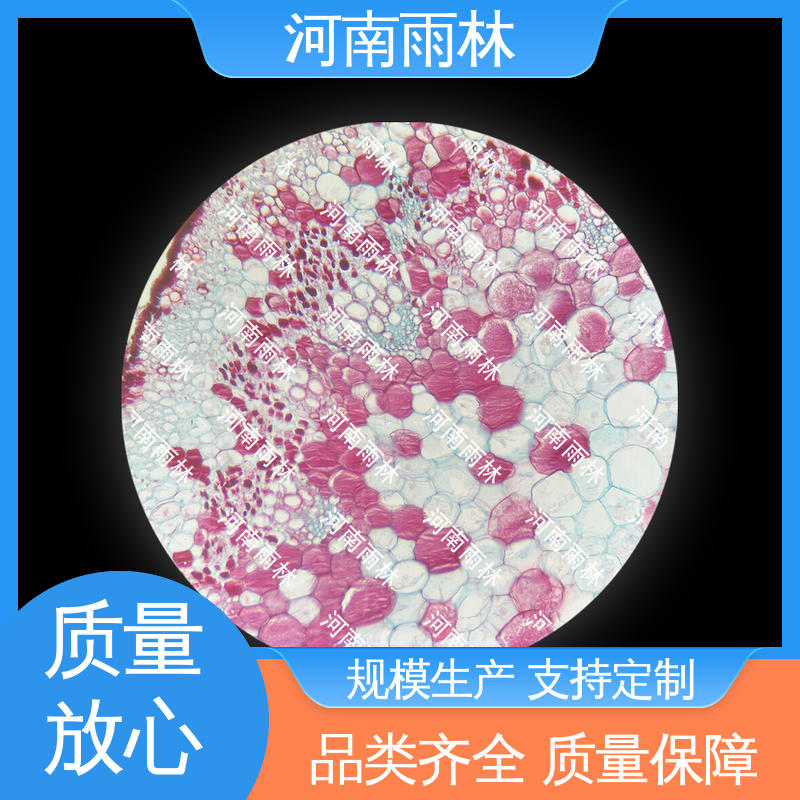 雨林教育 源头工厂 颜色鲜亮 售后无忧 植物标本