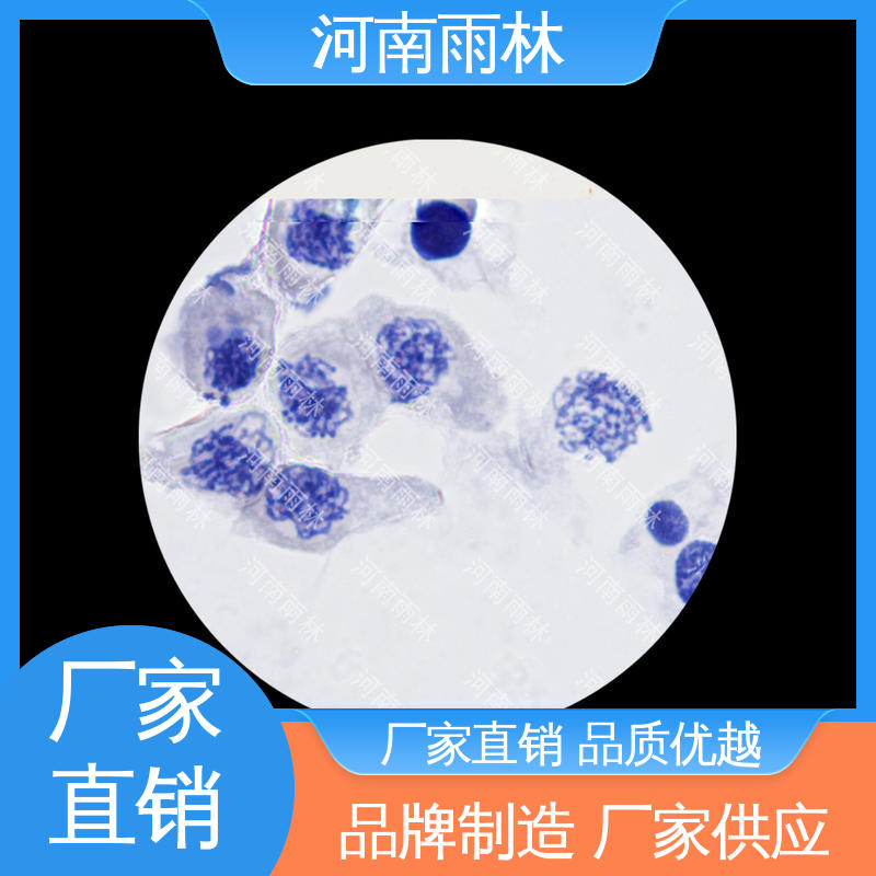 性价比高 个性化定做 植物标本 一对一质检 雨林教育