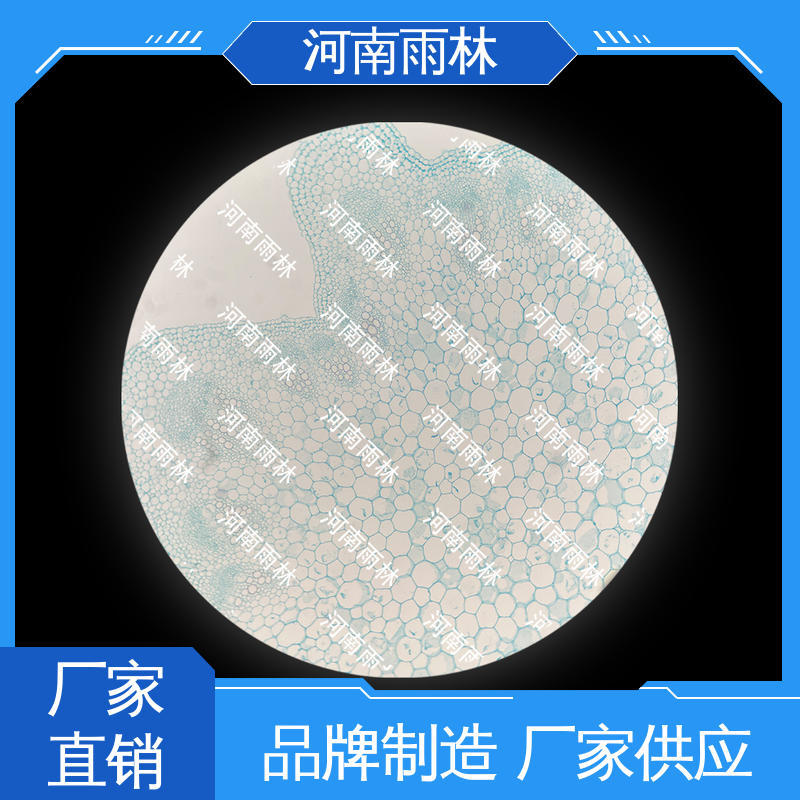 雨林教育 个性化定做 性价比高 一对一质检 实验切片