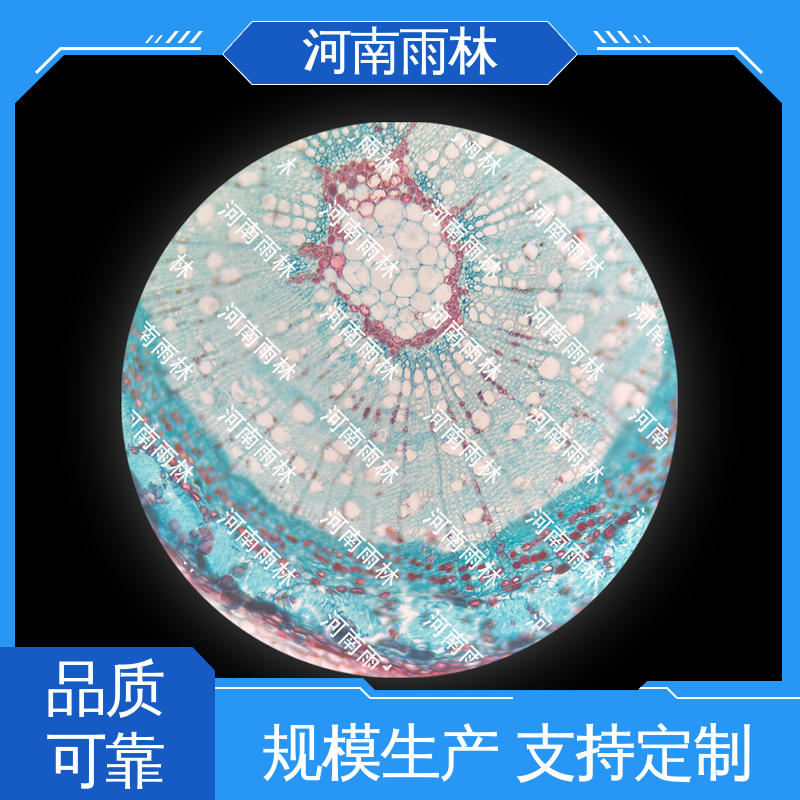 源头工厂 售后无忧 植物标本 一对一质检 雨林教育