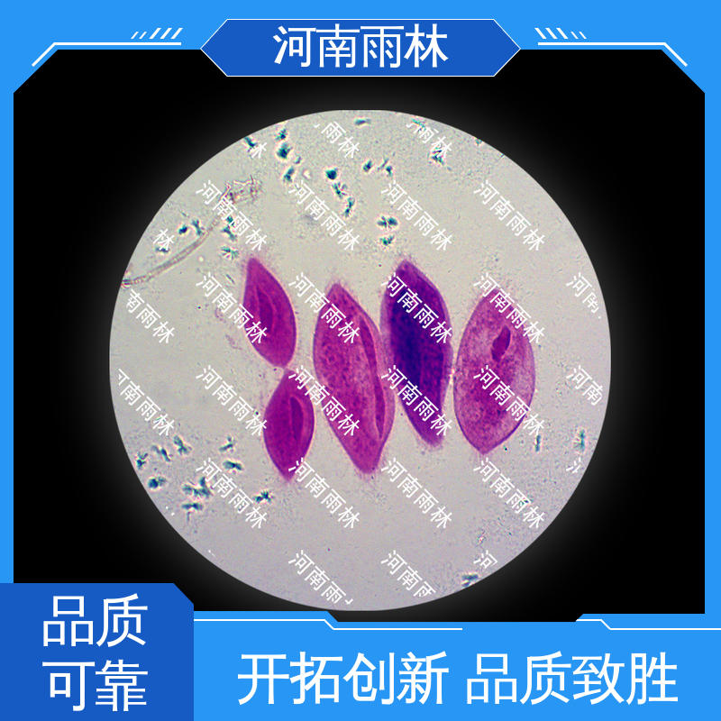 源头工厂 可定制 切片安全 病害标本 雨林教育工程