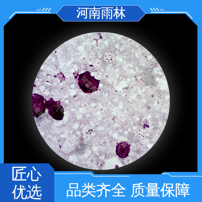 雨林教育工程 切片安全 厂家销售 售后无忧 病害标本
