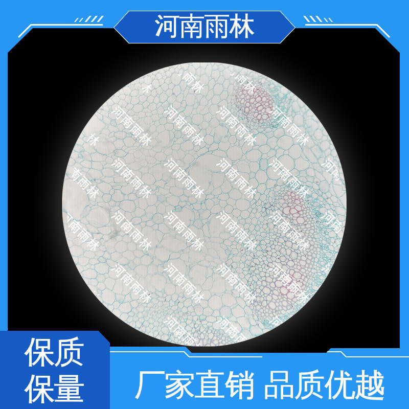 雨林教育工程 植物切片 质量优 个性化定做 细胞清晰