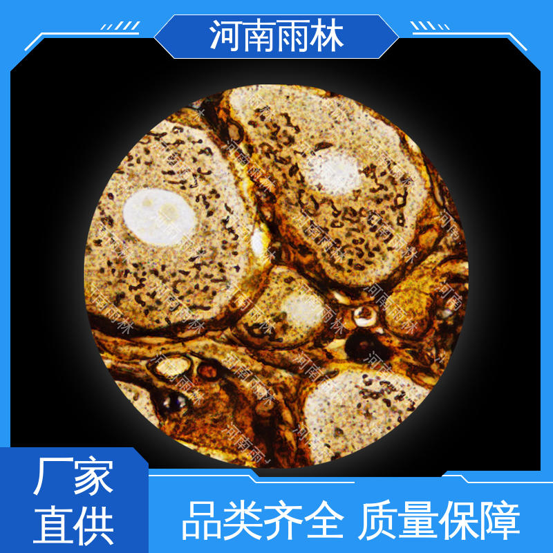 雨林教育 售后无忧 支持定制 生物切片 细胞清晰