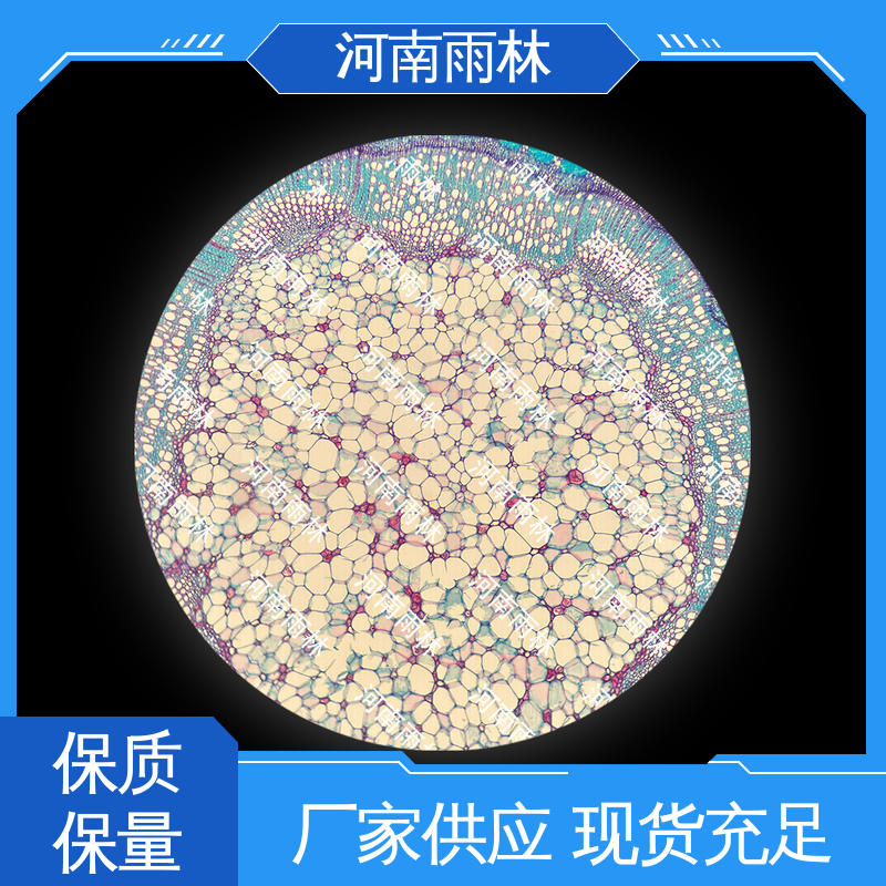雨林教育工程 植物切片 个性化定做 可后期加工 一对一质检