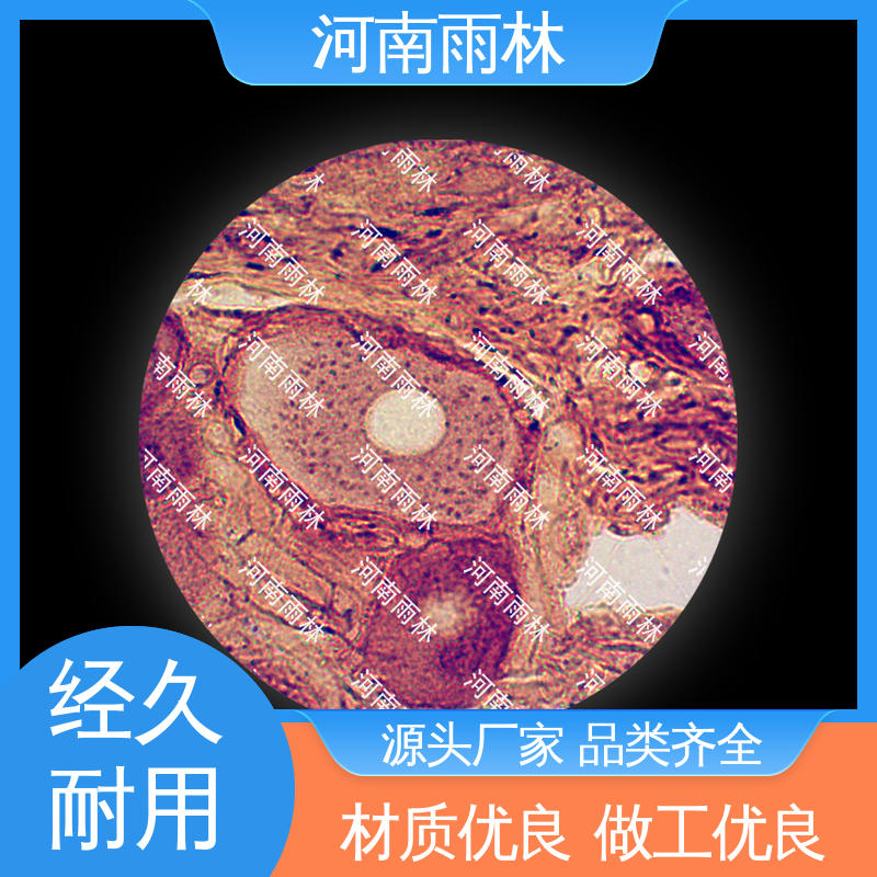 细胞清晰 个性化定做 病害标本 可定制 雨林教育