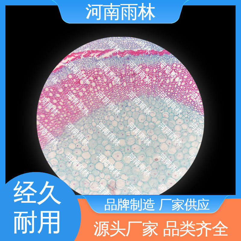 雨林教育 支持定制 实验切片 细胞清晰 性价比高
