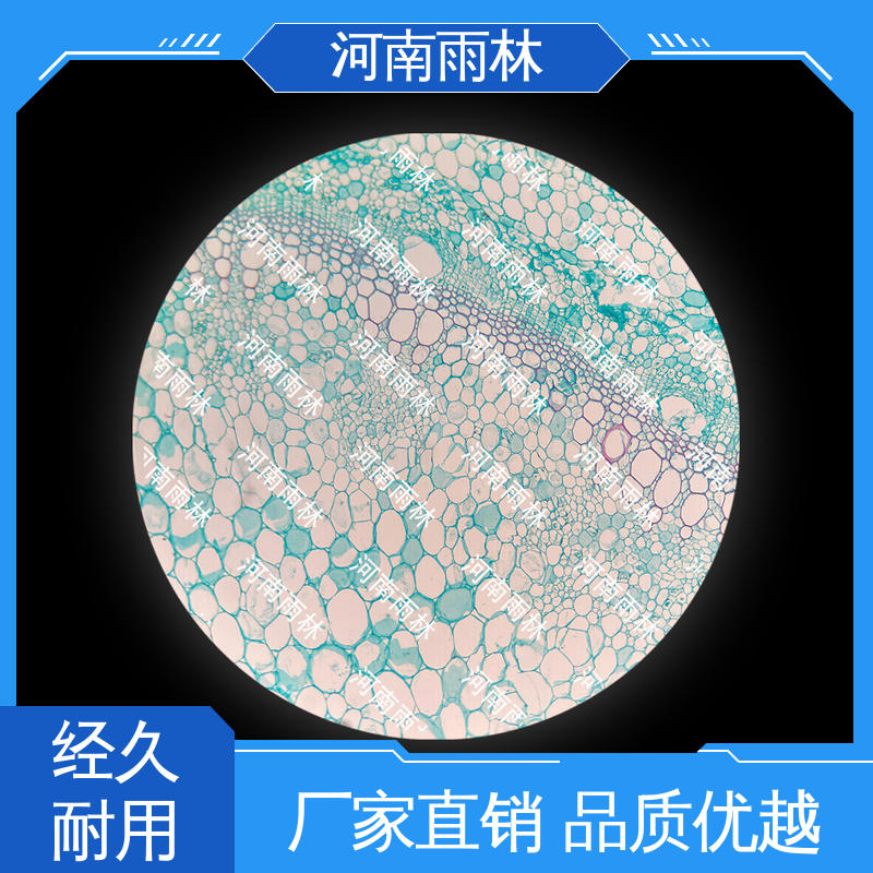 支持定制 生物切片 品质优良 质量优 雨林教育工程