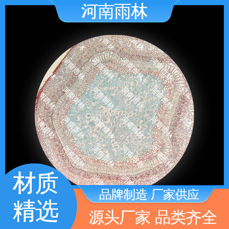 雨林教育工程 厂家销售 生物切片 颜色鲜亮 可提供材料