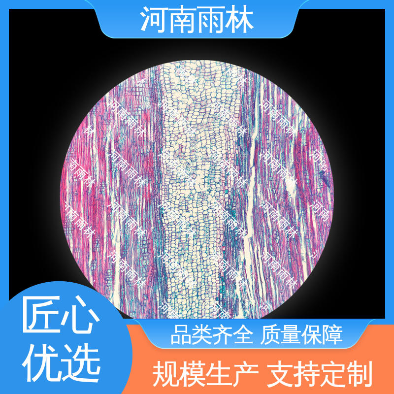 实验切片 性价比高 专业 细胞清晰 雨林教育工程