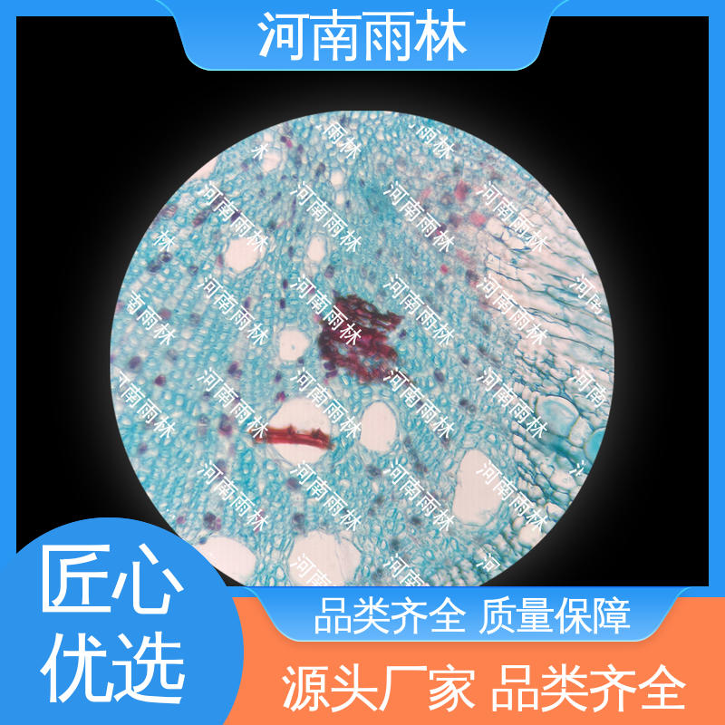 可后期加工 教学切片 厂家销售 品质优良 雨林教育