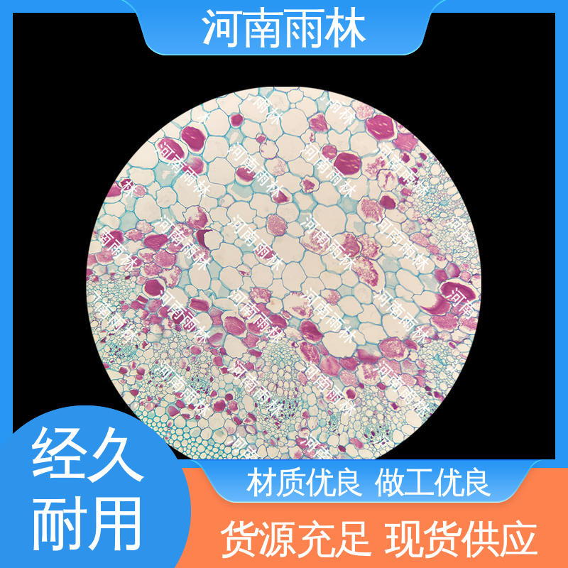 厂家销售 售后无忧 颜色鲜亮 植物标本 雨林教育