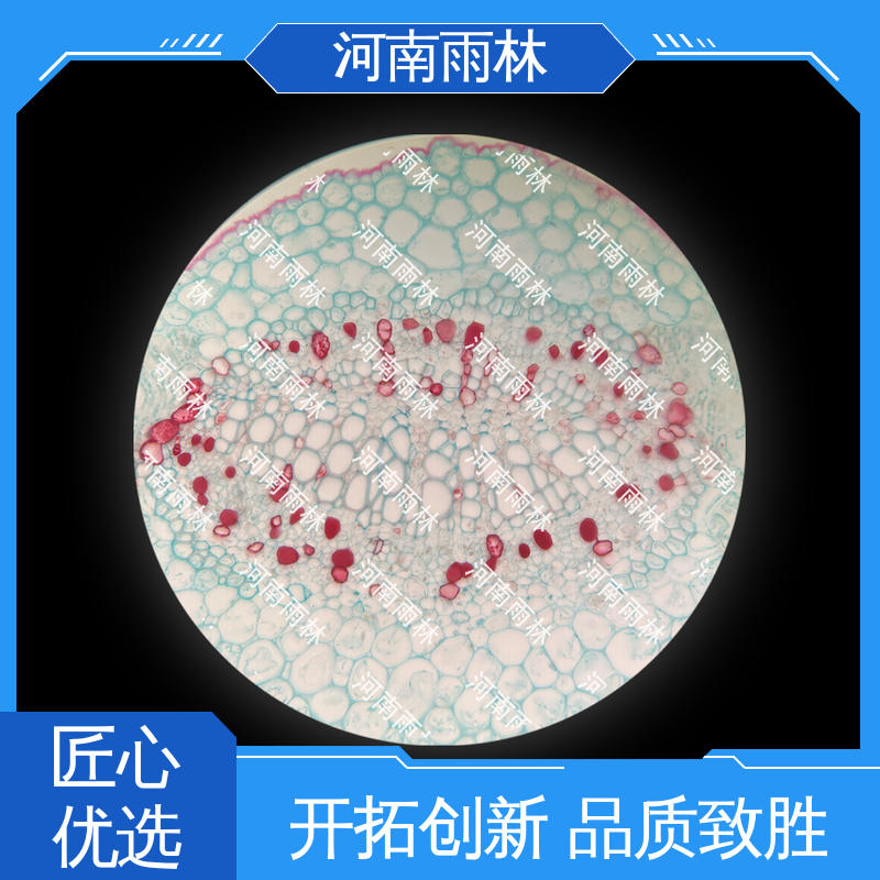 品质优良 源头工厂 实验标本 可提供材料 雨林教育
