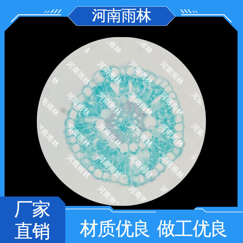 个性化定做 颜色鲜亮 植物切片 可后期加工 雨林
