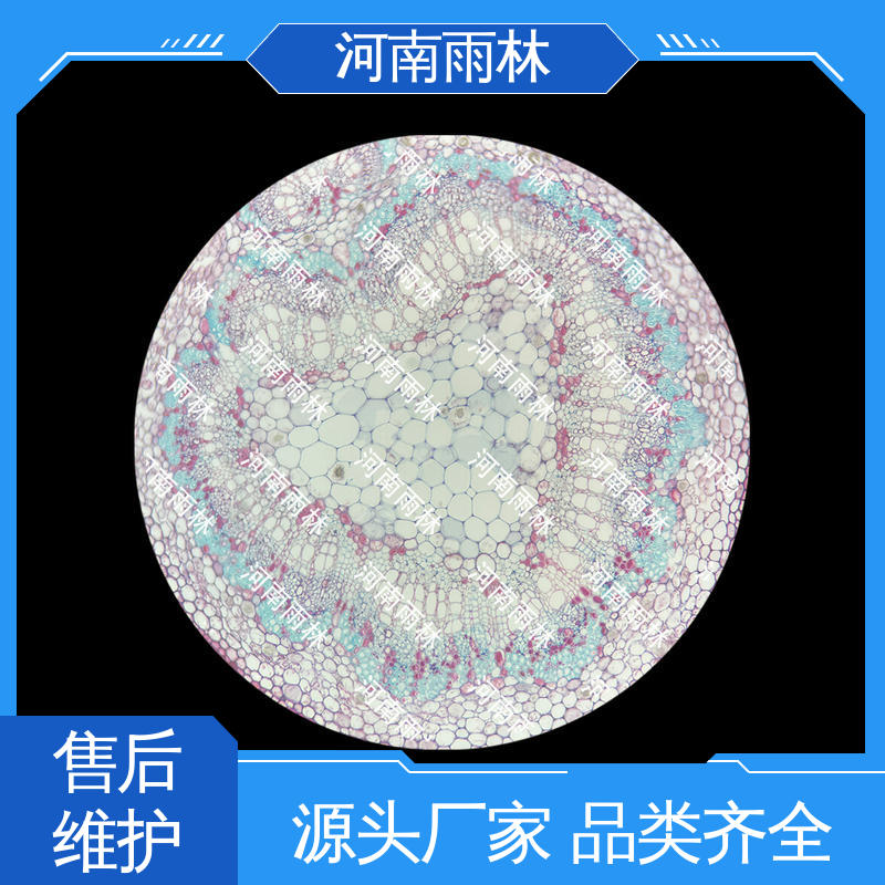雨林教育工程 实验切片 支持定制 颜色鲜亮 质量优