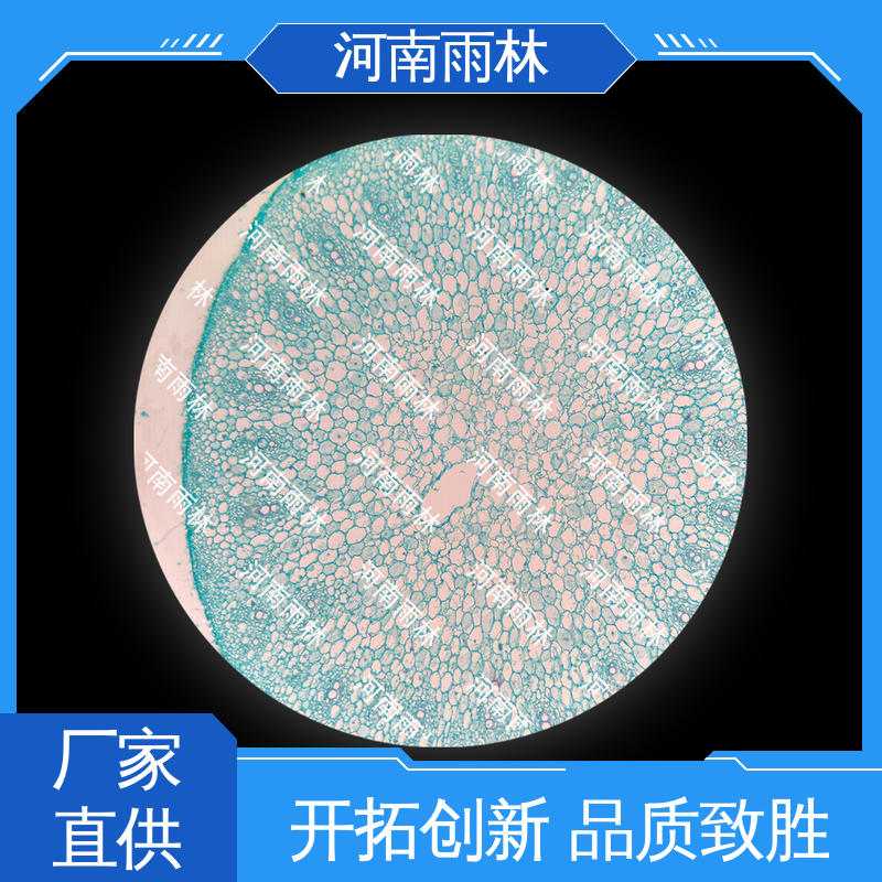 实验标本 支持定制 可后期加工 质量保障 雨林教育工程